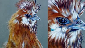 Portrait d'une superbe poule soie réalisé aux crayons de couleurs
