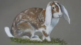 Portrait d'un lapin bélier réalisé aux crayons de couleurs