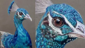 Portrait d'un paon réalisé aux crayons de couleurs