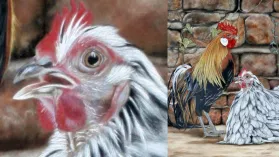 Coq multicolore se tenant debout avec une poule blanche assise à ses côtés devant un mur de ferme..