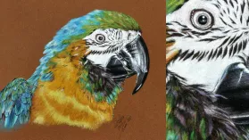 Portrait d'un ara réalisé aux crayons de couleurs