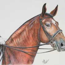 Tableau d'un cheval de compétition réalisé aux crayons de couleurs