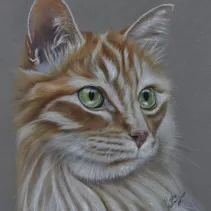 Tableau d'un chat roux réalisé aux crayons de couleurs