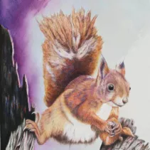 Portrait d'un écureuil réalisé aux crayons de couleurs