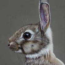 Tableau d'un lapin de garenne réalisé aux crayons de couleurs