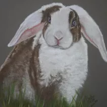 Portrait d'un lapin aux yeux bleus réalisé aux crayons de couleurs
