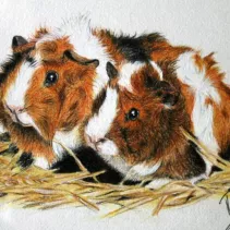Portrait de cochons réalisé aux crayons de couleurs