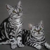 Portrait de deux chatons réalisé aux crayons de couleurs