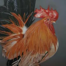 Portrait d'un coq réalisé aux crayons de couleurs