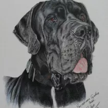 Portrait d'un dog allemand réalisé aux crayons de couleurs