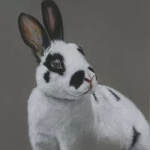 Tableau d'un lapin réalisé aux crayons de couleurs