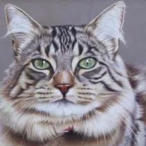 Portrait d'un chat réalisé aux crayons de couleurs