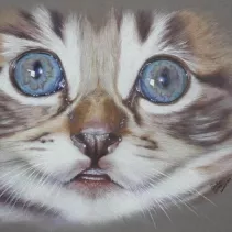 Portrait d'un chaton réalisé aux crayons de couleurs