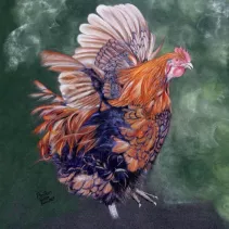 Portrait d'un coq réalisé aux crayons de couleurs