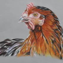 Portrait d'une poule réalisé aux crayons de couleurs