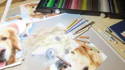 Portrait animalier en cours de réalisation avec la technique des crayons de couleurs