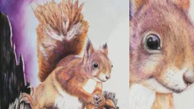 Portrait d'un écureuil réalisé aux crayons de couleurs