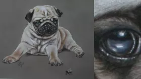 Petit chien carlin allongé jouant avec une guêpe juste devant lui..