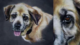 Portrait d'une chienne réalisé aux crayons de couleurs