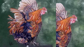 Portrait d'un coq réalisé aux crayons de couleurs