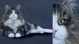 Portrait d'un chat angora