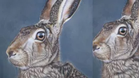 Portrait d'un lièvre réalisé aux crayons de couleurs