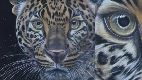 Portrait d'un jaguar réalisé aux crayons de couleurs