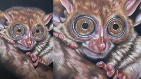 Dessin d'un tarsier réalisé aux crayons de couleur