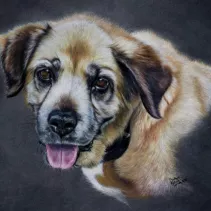 Portrait d'une chienne réalisé aux crayons de couleurs