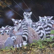 Dessin hyper-réaliste d'un groupe de lémuriens créé par Béatrice Foltier Berthon