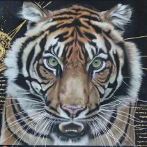 Dessin hyper-réaliste d’un tigre nommé Zuma créé par Béatrice Foltier Berthon