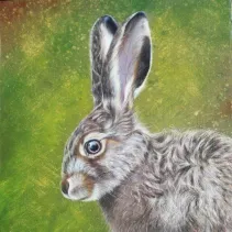 Dessin d'une hase réalisé aux crayons de couleur