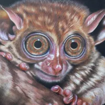Dessin d'un tarsier réalisé aux crayons de couleur
