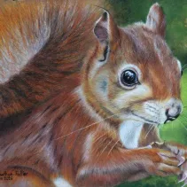 Dessin d'un écureuil réalisé aux crayons de couleur