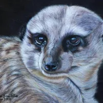 Dessin d'un suricate réalisé aux crayons de couleur